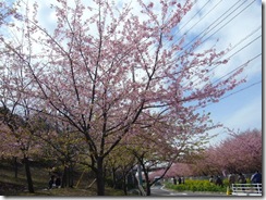 河津桜2 (1)