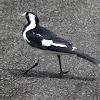 Magpie-lark