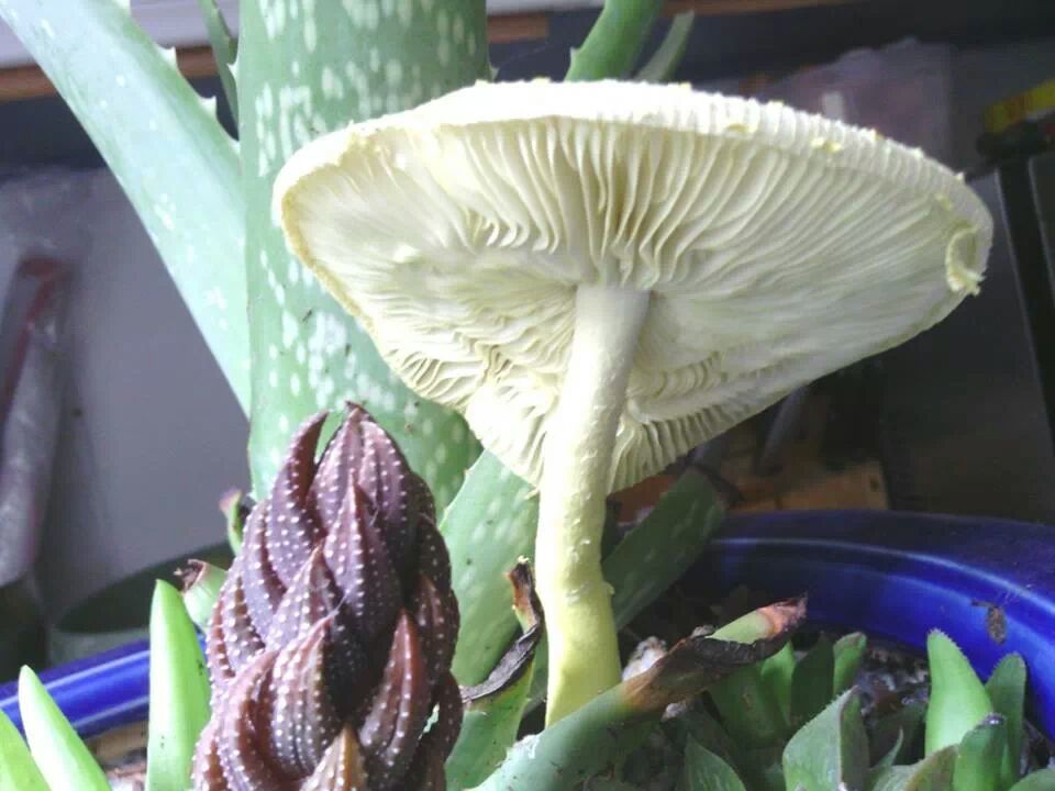 Flowerpot Parasol / Plantpot Dapperling