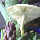 Flowerpot Parasol / Plantpot Dapperling