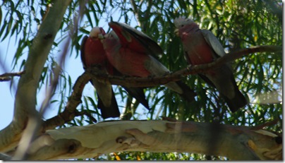 Baby Galahs being feed
