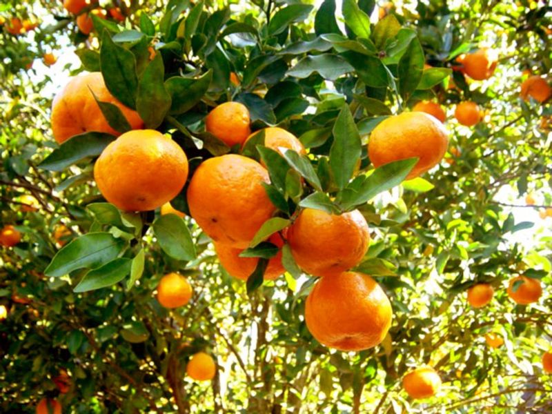 fruto03032.jpg