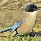 Monfrague pega azul.jpg