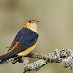 Monfrague grifo adoriña.jpg