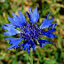Centaurea.jpg