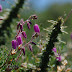 Ericacea Covadonga Asturias.jpg