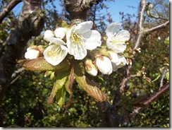 Kirschbaum