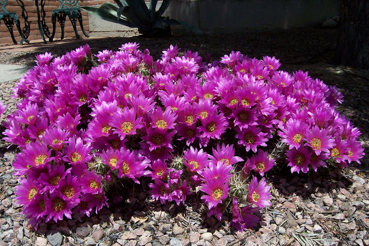 Hedgehog%20Cactus%20004.jpg