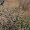 Cape Glossy Starling 