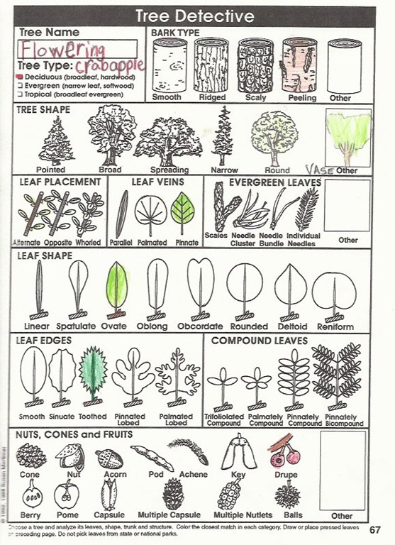 [tree notebook page2[7].jpg]