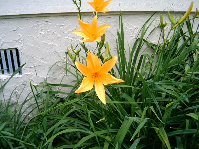 [Yellow_Day_Lily[4].jpg]