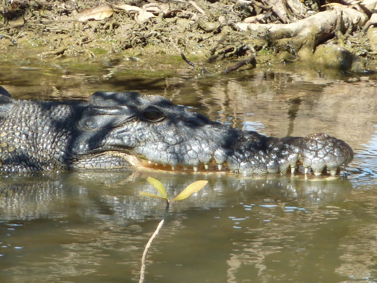 Saltwater crocodile