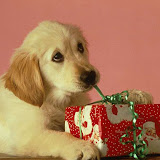Christmas (8).jpg