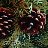 Christmas (10).jpg