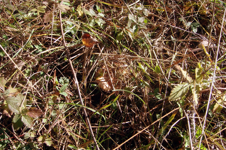 DSC03860.JPG