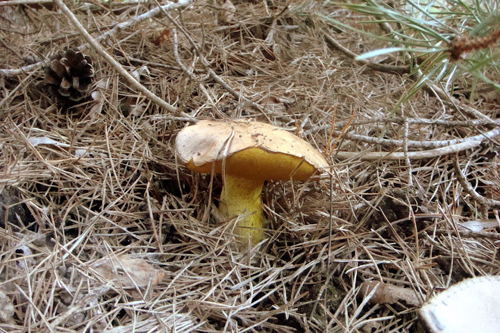 DSC03872.JPG