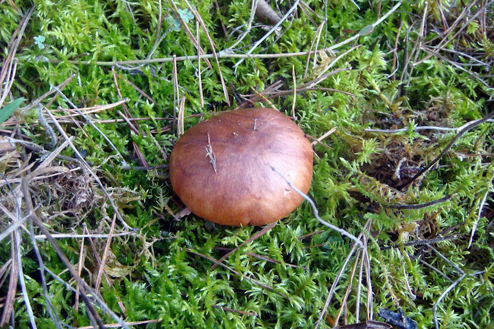 DSC03880.JPG