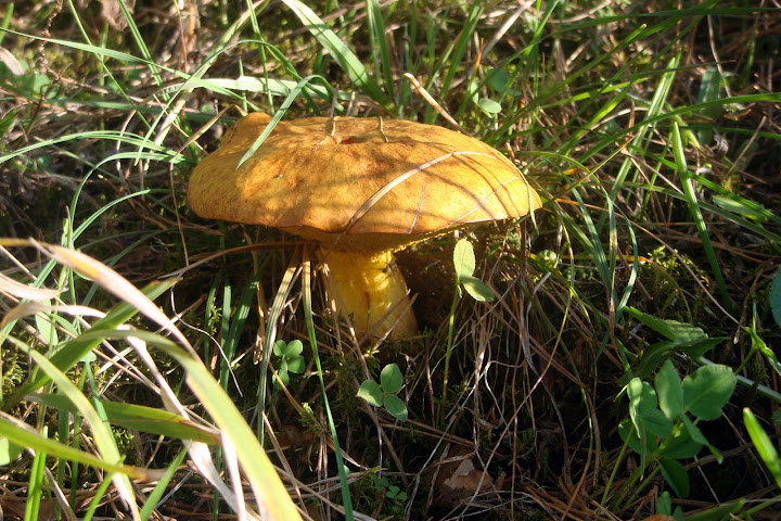 DSC03886.JPG