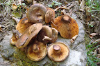 DSC03751.JPG