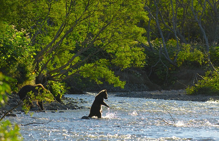 Fishing lesson Медвежонок пытается поймать лосося