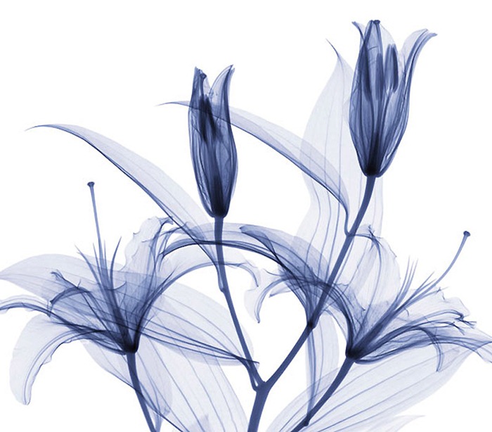 X Ray Flowers...***EXCLUSIVE***UNSPECIFED - UNDATED: Stargazer lilies, X-ray.These mesmerising shots are the fruit of years of careful experimentation by artist Hugh Turvey, using x-rays to really get under the surface of things. The technique, which came about thanks to a chance commission from a musician friend who wanted an x-ray image, has been 14 years in the making and has now been so well honed by Hugh that his work is becoming highly sought after. The flowers are the latest in a long line of subjects, including motorbikes, suitcases and stiletto-clad feet.PHOTOGRAPH BY SPL / BARCROFT MEDIA LTDUK Office, London.T +44 845 370 2233W www.barcroftmedia.comUSA Office, New York City.T +1 212 564 8159W www.barcroftusa.comIndian Office, Delhi.T +91 114 653 2118W www.barcroftindia.comAustralasian & Pacific Rim Office, Melbourne.E info@barcroftpacific.comT +613 9510 3188 or +613 9510 0688W www.barcroftpacific.com