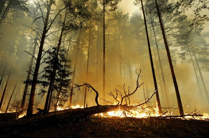 russia-forest-fire (26)