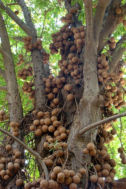 cannonball-tree (13)