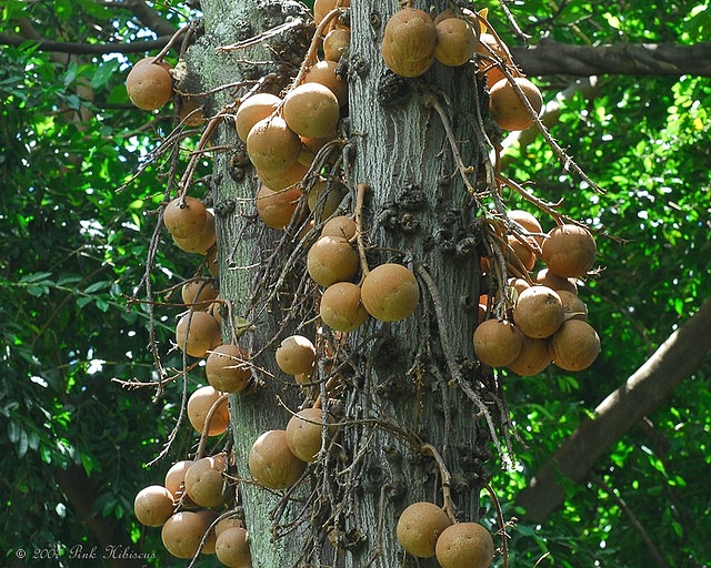 cannonball-tree (11)