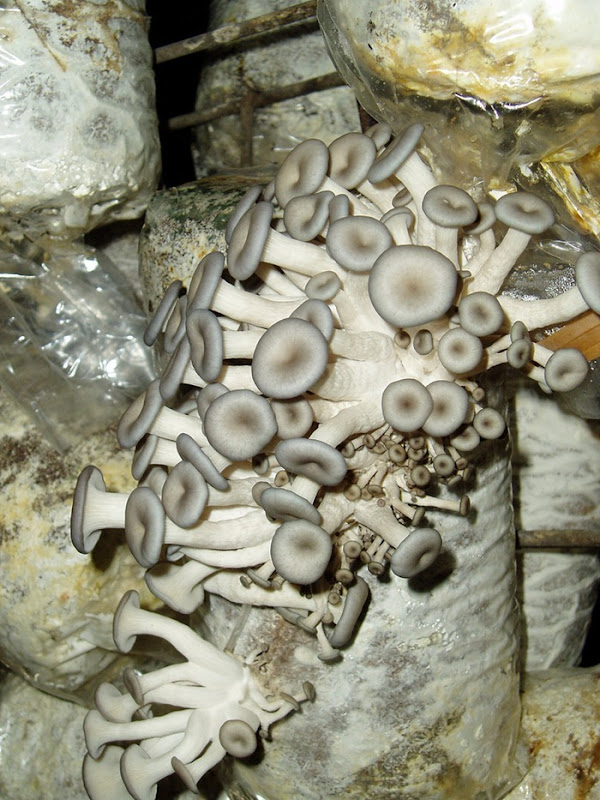 mushroom-tunnel1