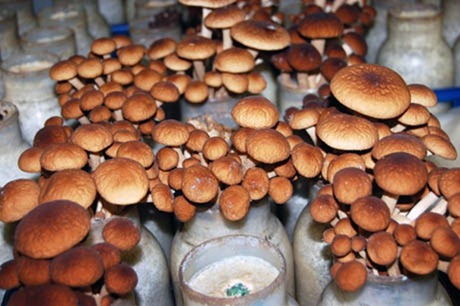 mushroom-tunnel11
