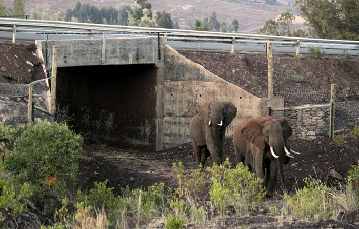 elephant-underpass3