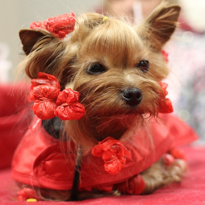 Yorkie all wrapped up for Valentine's Day