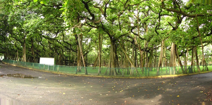 great-banyan-tree3