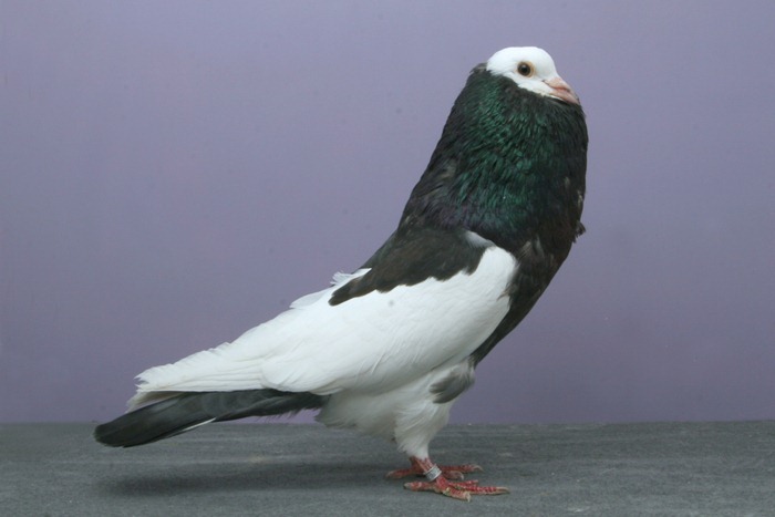 pigeons-champion3