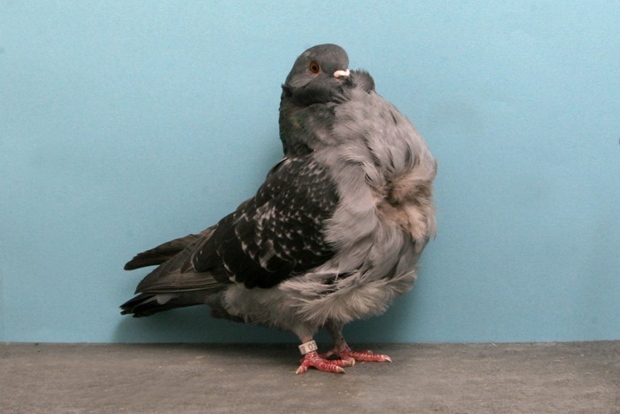 pigeons-champion7
