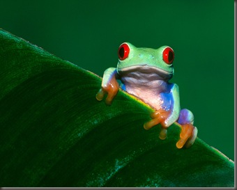 Frog Wallpaper (7)