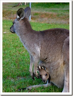 Mama und Baby Känguru