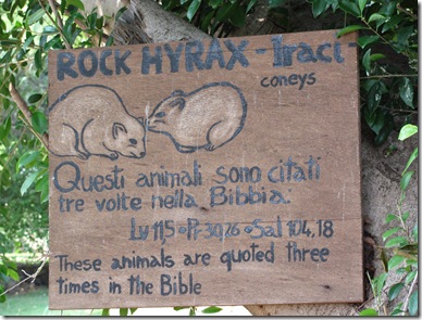 Thus Saith the Rock Hyrax