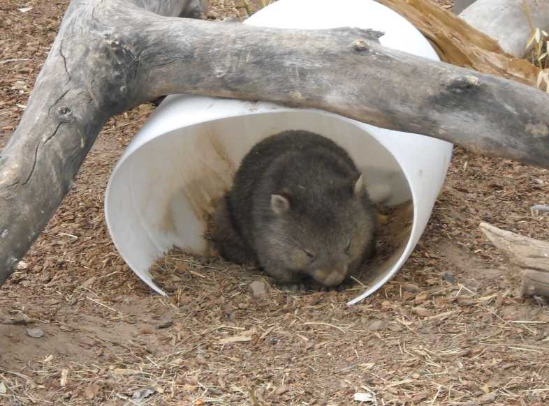 [wombat[2].jpg]