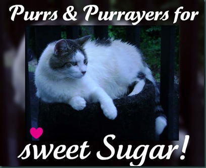 Sugar-Purrs-Purrayers