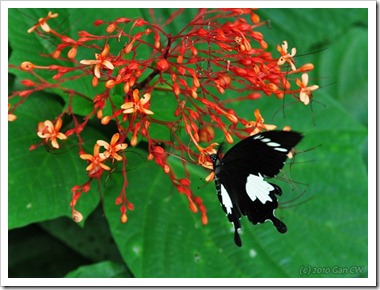 Papilio nephelus sunatus-MYFHRaub_20100416_D6822-640