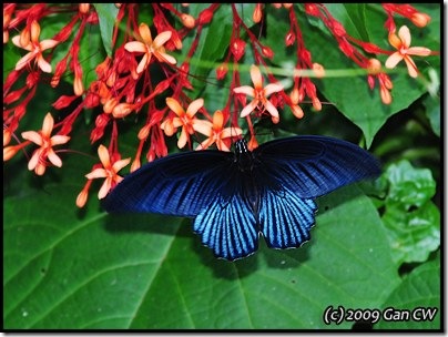 Papilio memnon agenor-MYFHRaub_20090423_1168-400