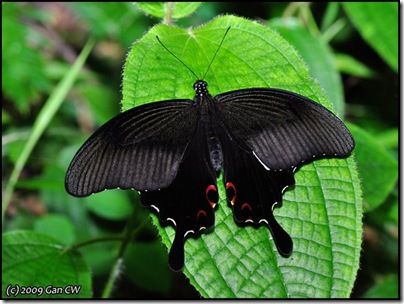 Papilio helenus helenus-MYFHKKB_20090422_0384-640