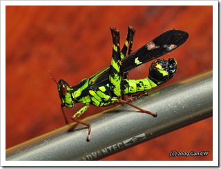Grasshopper-Th_SoppongRiverInn_20090903_5212-640