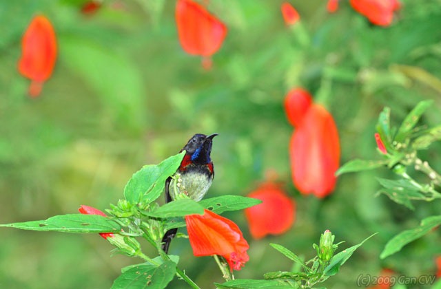 [Black-throated Sunbird-MYMaxwell_20091124_D2840-640[3].jpg]