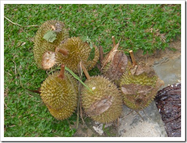 Durian-20100630_DSC01537