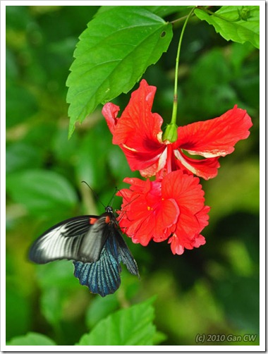 Papilio memnon agenor -f esperi-MYGuaTempurong_20100629_D8419