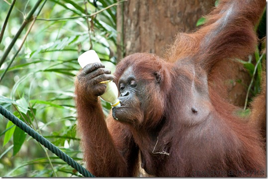 Semengoh Orangutan Rehabilitation Center 41