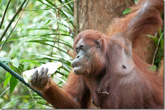 Semengoh Orangutan Rehabilitation Center 43