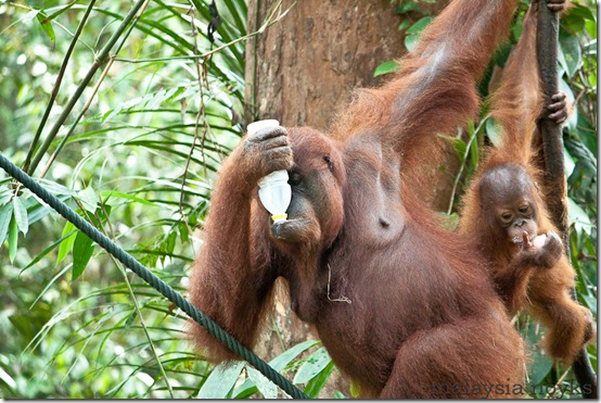 Semengoh Orangutan Rehabilitation Center 47